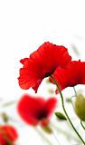 poppies isolated on white