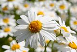 daisy flower