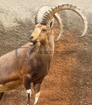 Portrait of Wild Goat