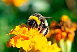 Bumblebee colors