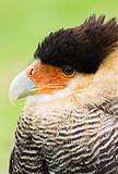 Caracara in side angle view