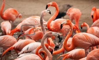 Flock of Beautiful Flamingos with narrow Depth of Field.
