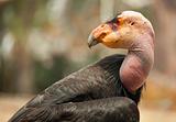Profile Close-up of the Endangered California Condor.