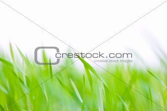 Grass background 