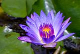 Water drop on purple lotus in a pond
