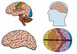 Human brain in vector