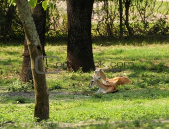 Antelopes resting
