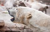 Beautiful Majestic White Polar Bear Profile Image.