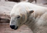Beautiful Majestic White Polar Bear Profile Image.