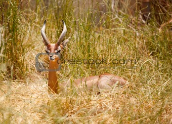 Beautiful Gazelle Resting in the Tall Grass.