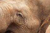 Majestic Endangered Elephant's Eye Close-Up XXL Image.