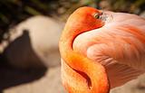 Beautiful Flamingo Rests In The Warm Morning Light.