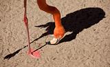 Beautiful Flamingo Abstract with His Dramatic Shadow.