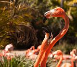 Two Beautiful Flamingos Performing Their Mating Ritual.