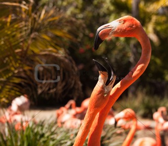 Two Beautiful Flamingos Performing Their Mating Ritual.
