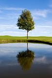 Lone tree reflecting on small pond.