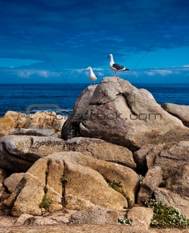 Sea gulls perched on a rocky California point