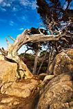 Aged cypress on a rocky path