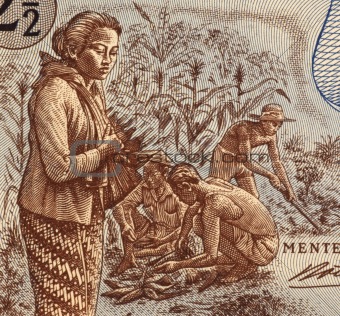 Indonesian Field Workers 