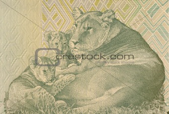 Lioness Lying with two Cubs