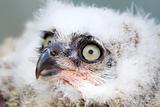 Great Horned Owl nestling side angle view