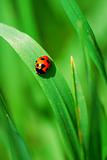 Red ladybird on grass