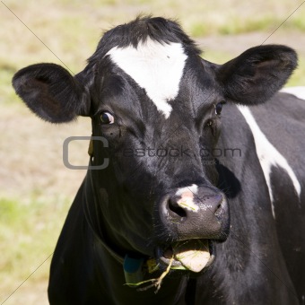 Dutch cow