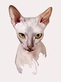 portrait of a cat on an white background, yellow eyes