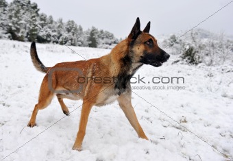 malinois in the snow