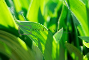 spring green young leaves of grass, outdoor nature