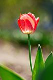 red spring a young tulip with green leaves