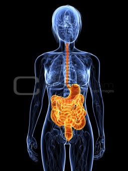 highlighted digestive system