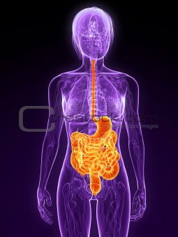 highlighted digestive system