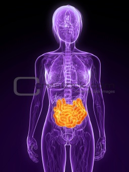 highlighted small intestine