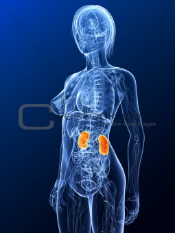 highlighted kidneys