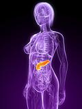 highlighted pancreas