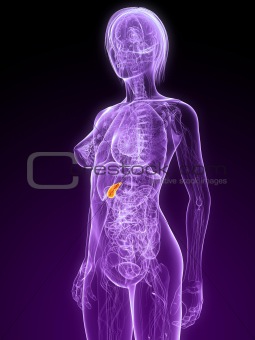 highlighted gallbladder