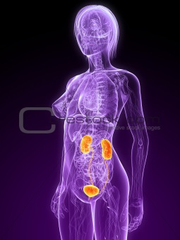 highlighted urinary system