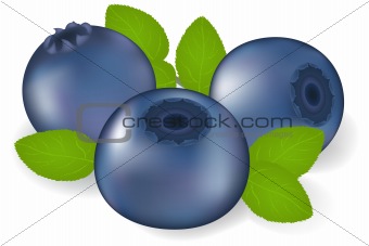 Bilberry With Leaves
