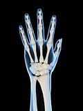 skeletal hand