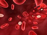 leucocytes in blood