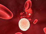 leucocytes in blood