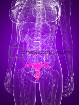highlighted uterus