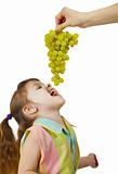 Cheerful child eats grapes from parental hands