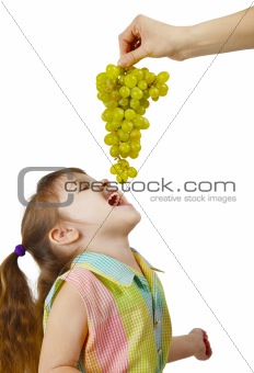 Cheerful child eats grapes from parental hands