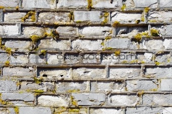 Wall covered with moss with decayed bricks