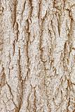 Bark of wood - natural background