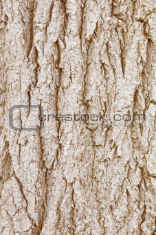 Bark of wood - natural background