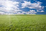 Lush Green Grass Field, Blue Sky with Clouds and Sun