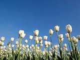 White tulips on blue sky
